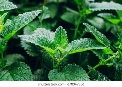 Green Mint Plant Grow Background. Menthol Texture