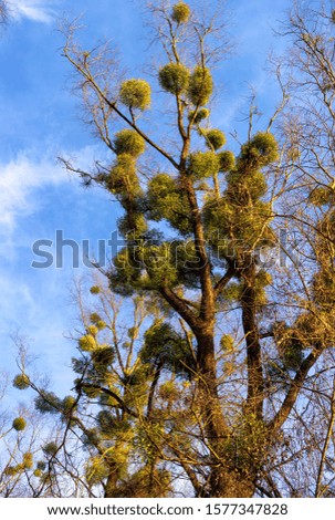 Green mistletoe on a tree without leaves. Plant parasite in the winter. The tree struck with a mistletoe, Víscum