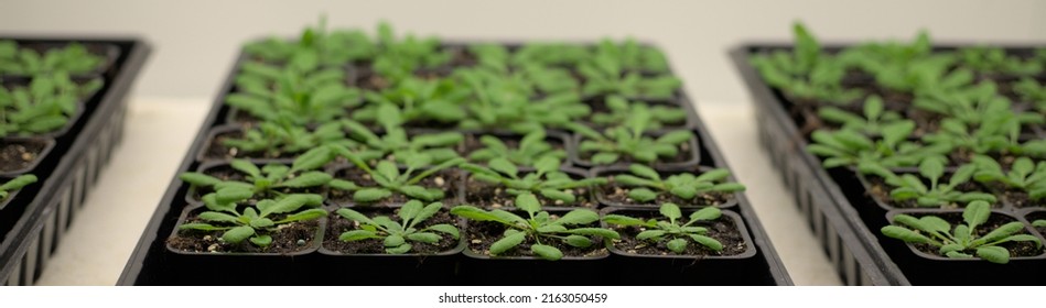 Green Model Organism Arabidopsis Thaliana Plants In Vegetative Growth Stage In Small Pots Grown For Plant Science Research