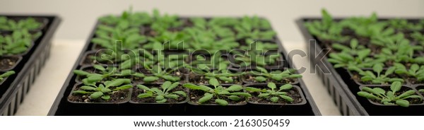 Green model organism Arabidopsis thaliana plants\
in vegetative growth stage in small pots grown for plant science\
research