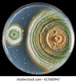 Green Mold In Agar Plate