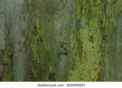 Green mold on old weathered window pane, grunge background or texture