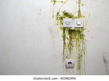 Green mold on white wall with switch sockets and power plug