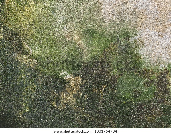 Green Mold wall background texture Mold wall\
texture backgrounds, The wall needs repair. House. Fence. Floor.\
Ceiling. Mold. Fungus.\
Corrosion.