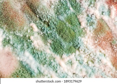 Green Mold, White Fluff Of Tender Mold. Mold On Food. Moldy Food. Closeup Of Penicillin Mold