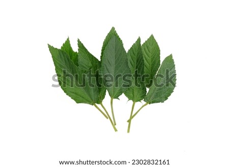 green molokhia leaves - egyptian molokhya ioslated on white background