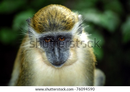 Green monkey, Barbados