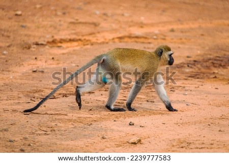 Green Monkey with blue testicles- Chlorocebus aethiops, beautiful popular monkey from West African bushes and forests