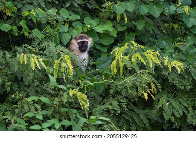 Green Monkey - Chlorocebus aethiops, beautiful popular monkey from West African bushes and forests, Murchison falls, Uganda.