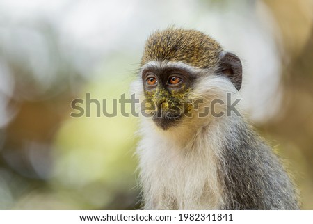 Green Monkey - Chlorocebus aethiops, beautiful popular monkey from West African bushes and forests, Ethiopia.