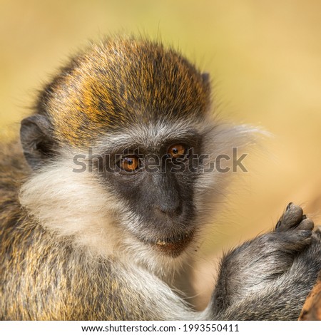 Green Monkey - Chlorocebus aethiops, beautiful popular monkey from West African bushes and forests, Ethiopia.