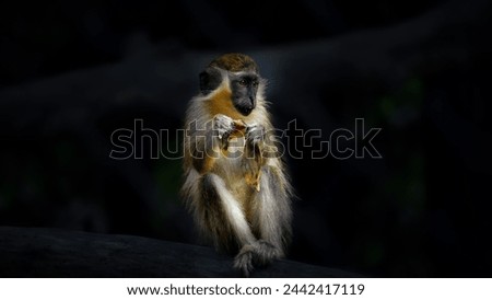 Green Monkey - Chlorocebus aethiops, a popular beautiful monkey, sitting and eating a banana.