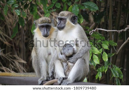 green monkey family mother and baby wild in Barbados native animals 