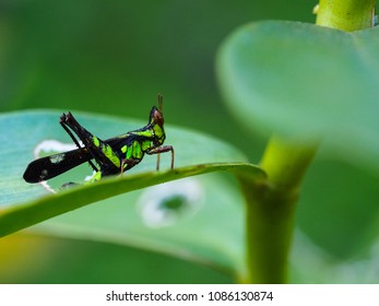 Green Monkey Grasshopper