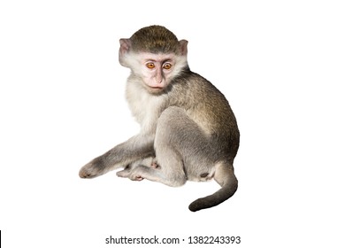 160,891 Green Monkey Images, Stock Photos & Vectors | Shutterstock