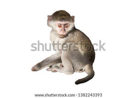 green monkey isolated on white background