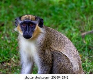 Green Monkey - Monkeys From Barbados.