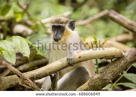 Green Monkey. The green monkeys found in Barbados originally came from Senegal and the Gambia centuries ago. Since then the monkeys have evolved into a species with different characteristics. 