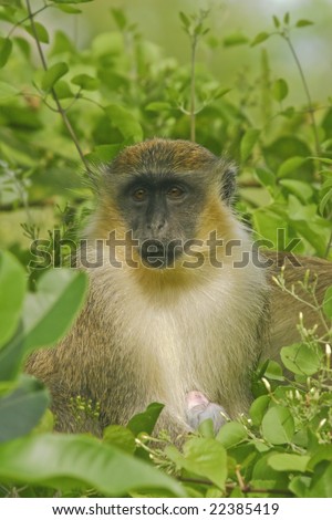 Green Monkey with new-born, cercopithecus sabaeus. In wild.