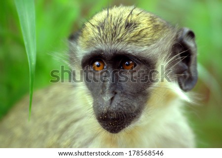 Green monkey in Senegal, Africa