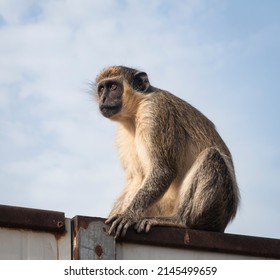 Green Monkey At The Senegambia Bijilo Outskirts Where Previously Was Thick Forest, Gambia West Africa