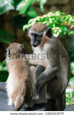 Green Monkeys on a bench at Wildlife Reserve Barbados