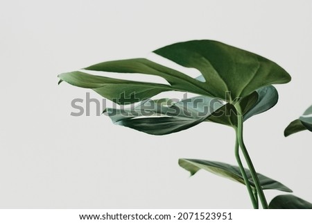 Green Monstera leaf background with design space