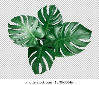 Green Monstera leaf on isolated transparency background.Tropical leaves object top view.clipping path