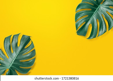 Green Monstera leaf on isolated yellow background.Tropical leaves bordder minimal summer design.