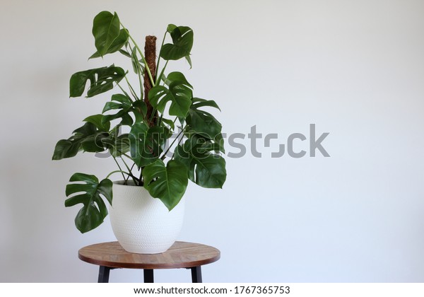 Green monstera. Swiss cheese plant potted in white\
pot isolated on a wooden table in the room  with white wall, copy\
space. Day light.