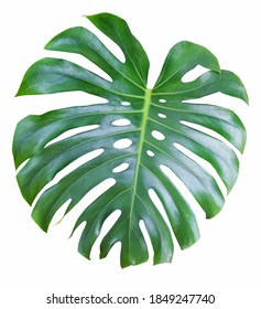 Monstera Large Leaf Tropical Jungle Pattern Stock Photo 528154348 ...