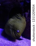 Green Moray Eel 
