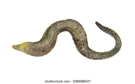 Green moray eel fish isolated on white background