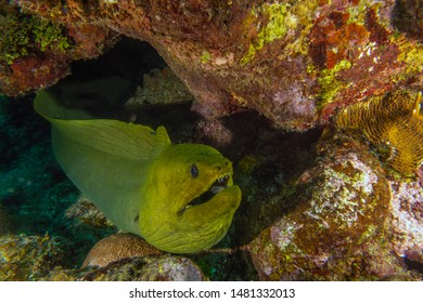 Green Moray Eel ,Gymnothorax Funebris Is A Moray Eel Of The Family Muraenidae, 