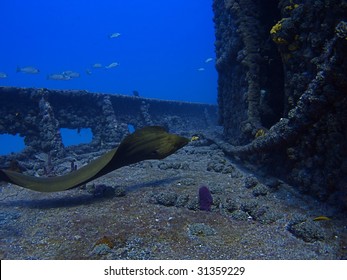 Green Moray Eel Swimming On USCG Cutter Duane Wreck With Blue Water In Background