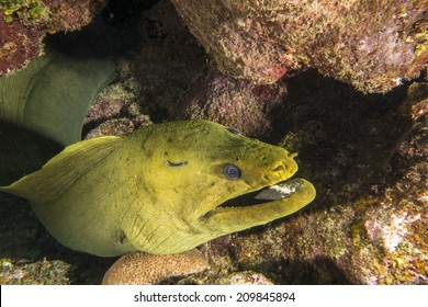 Green Moray, Gymnothorax Funebris, Is A Moray Eel Of The Family Muraenidae