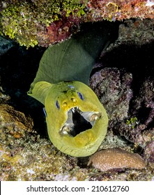 Green Moray, Gymnothorax Funebris, Is A Moray Eel Of The Family Muraenidae