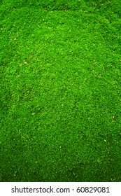 Green Moss