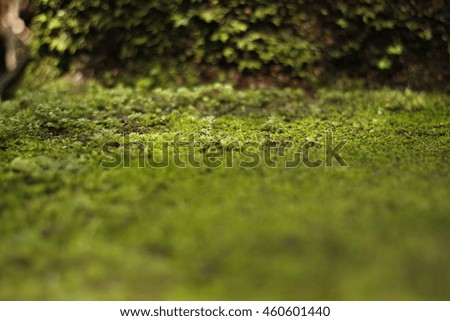 Similar – Moos auf einer Holztafel in der Umgebung eines Waldes