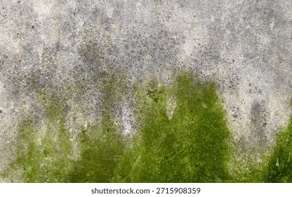 Green Moss and Algae Texture on Old Weathered Concrete Wall Background