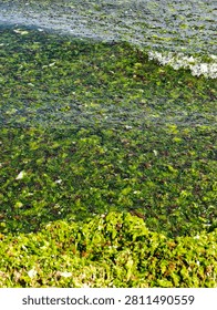 ​Vibrant green moss and algae texture on wet rock surface close-up. ​A detailed full-frame macro shot of lush green and yellow moss, lichen, or marine algae growing on a damp, textured surface, creating a beautiful natural organic pattern.