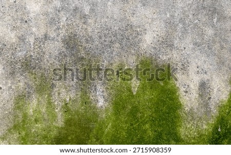 Green Moss and Algae Texture on Old Weathered Concrete Wall Background
