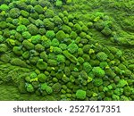 Green moss art, vertical garden wall with greeneries in moss pattern and yellow flower, arranged and designed in different shapes, contour, and pattern. Seamless green wall moss background texture.