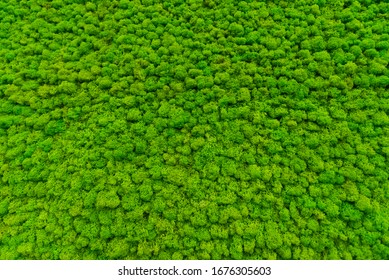 
Green moss as a background grows in the interior of the office on the wall. Texture of angry moss on the wall.