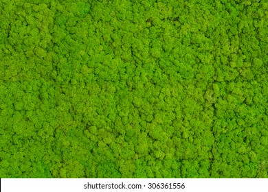 Green Moss background, mossy texture 