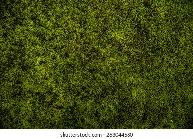 green moss background texture beautiful in nature