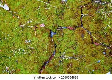 Green moss background texture. Selective focus. High quality photo