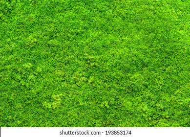 Seamless Moss Background Images Stock Photos Vectors Shutterstock