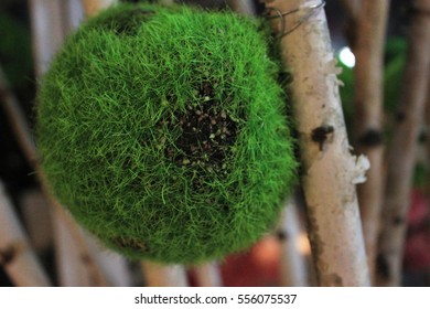 Green Moss Ball