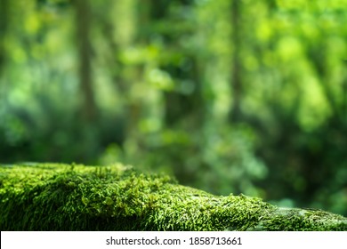 Green moss close up, forest landscape blured background. Sochi National Park, Yew-boxwood grove - Shutterstock ID 1858713661